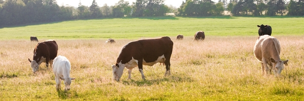 A Life-saving Medical Treatment from an Unexpected Source: Exploring Prince Edward Island’s Atlantic Beef Products